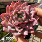 Echeveria Cherry Blossom Wine