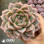 Echeveria Qingluan