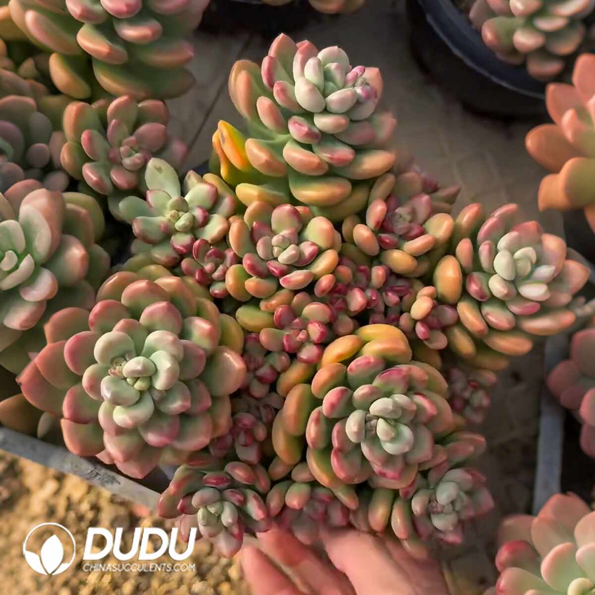 e201-1334.jpg Graptopetalum Sunshine Grapes Clustering - Image 1