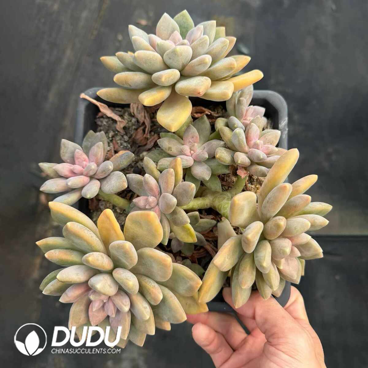 e201-1335.jpg Graptopetalum Lisa Garden Clustering - Image 1