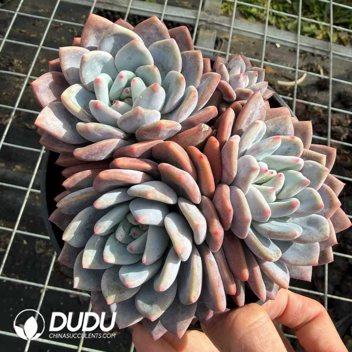 e201-1339.jpg Echeveria Aocheng Clustering - Image 1