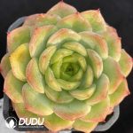 Echeveria Baby Green