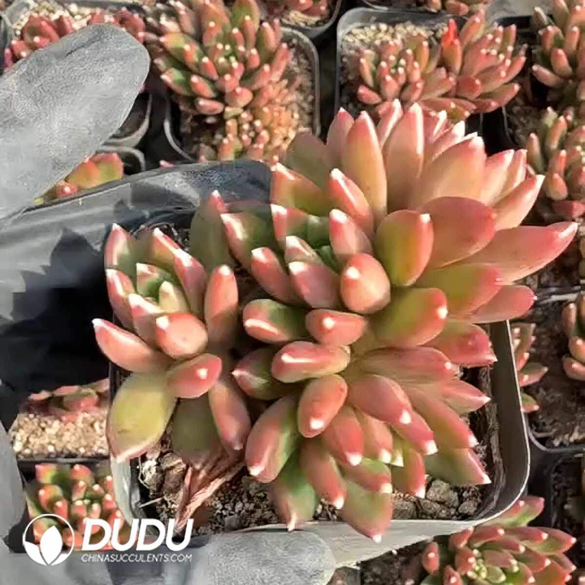 e201-1341.jpg Pachyphytum Plato Clustering - Image 1