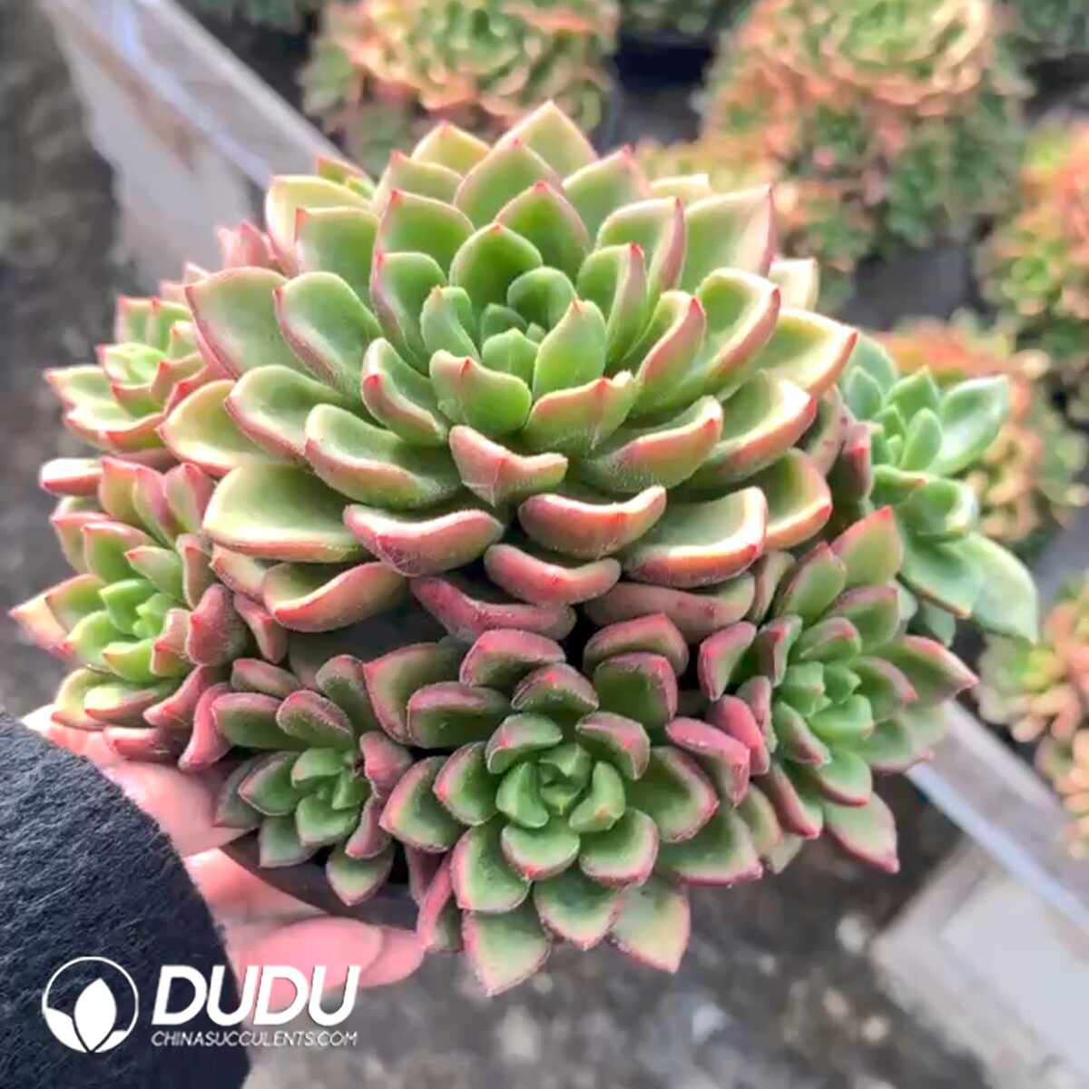 e201-1343.jpg Echeveria Carol Bouquet Clustering - Image 1