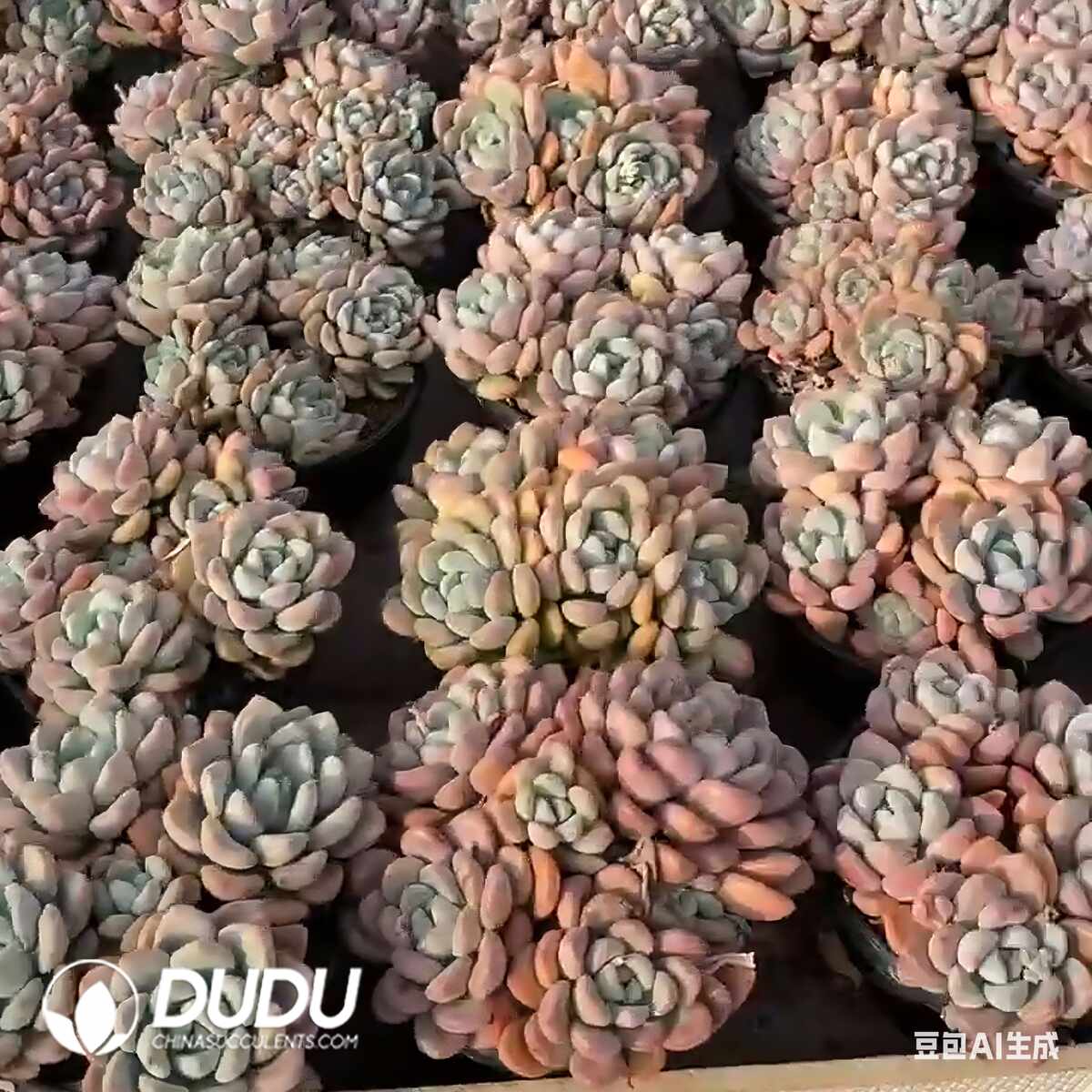 e201-1344.jpg Pachyphytum Egret Clustering - Image 1