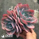 Echeveria Pink Blue Double Heads