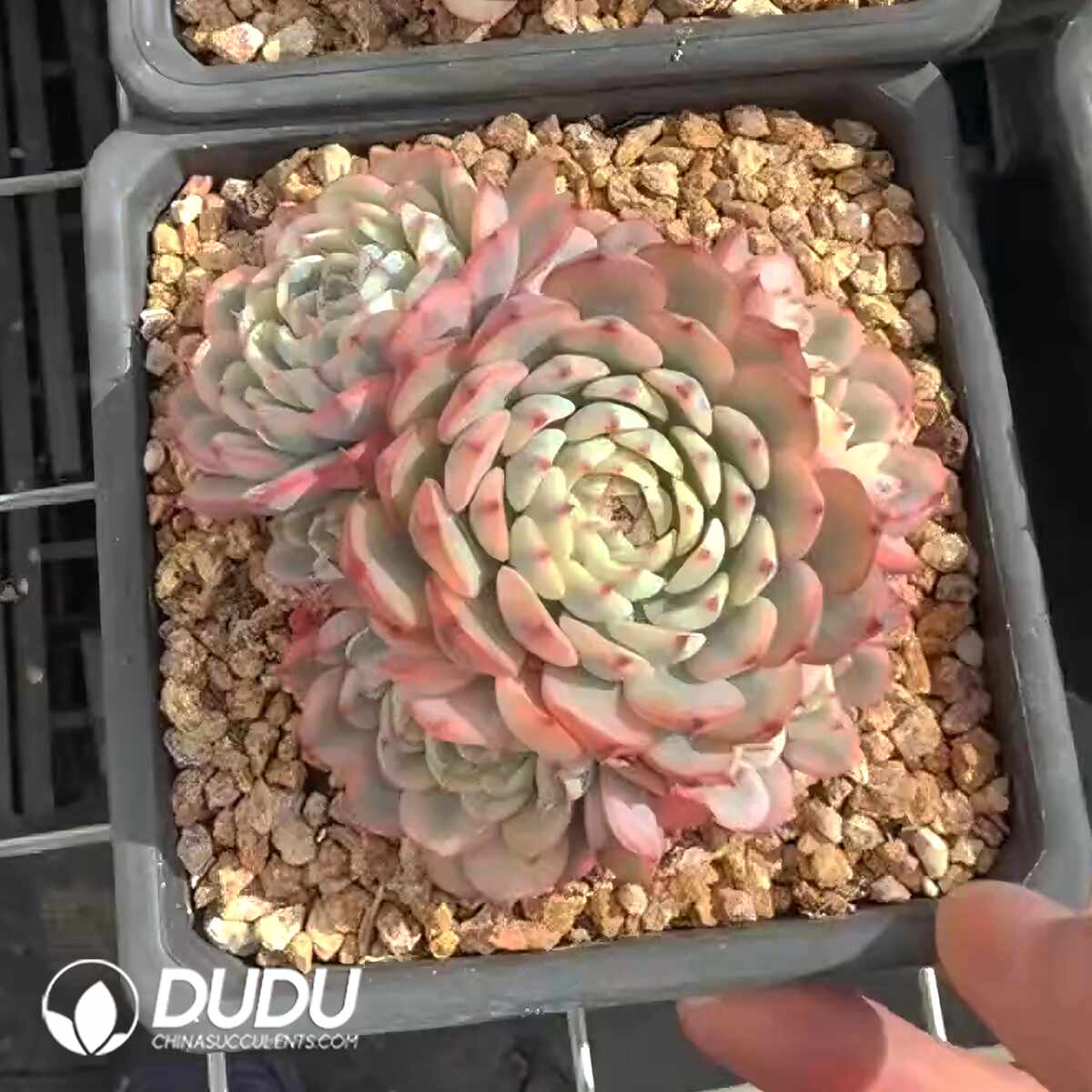 e201-1346.jpg Echeveria Minima Variegated Clustering - Image 1