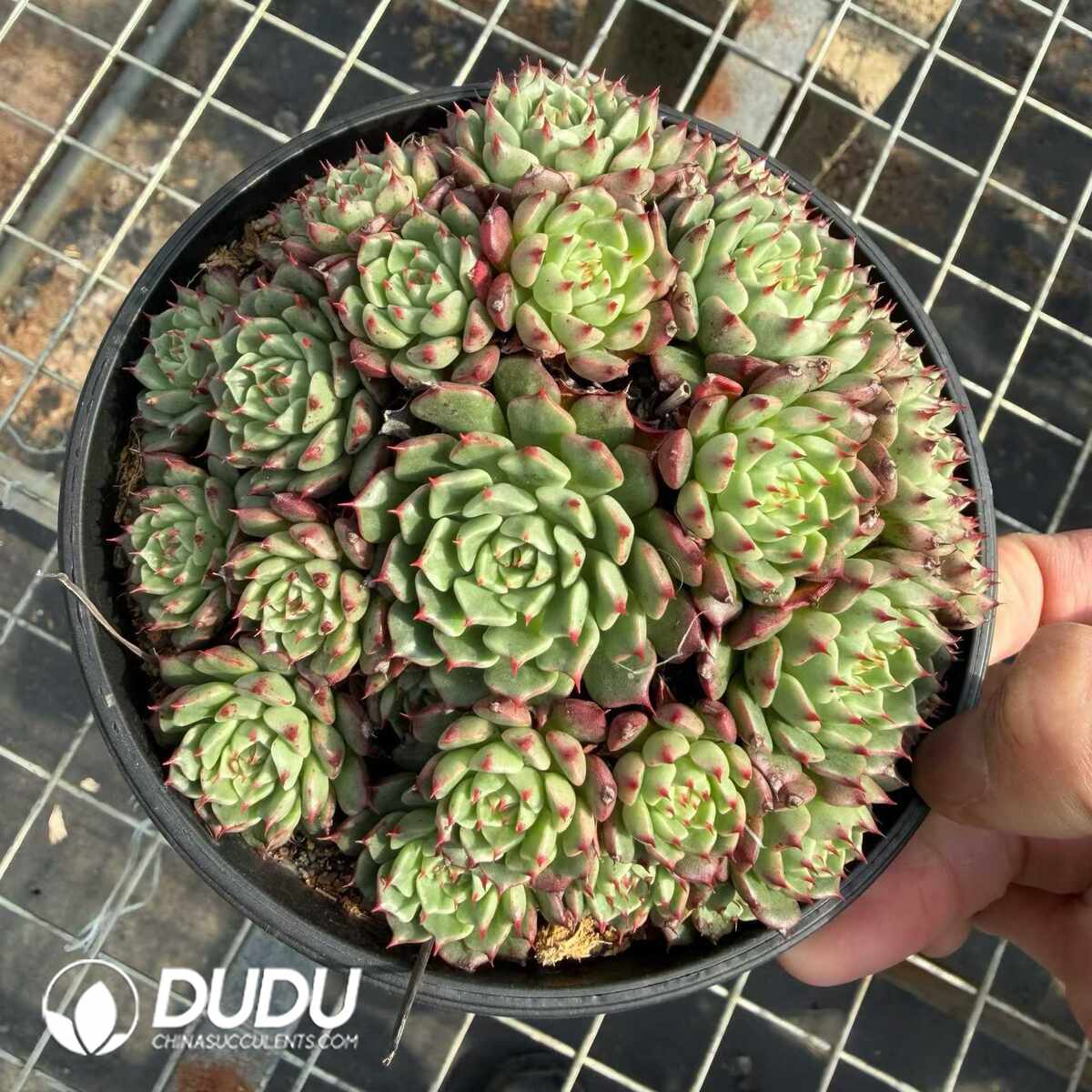 e201-1347.jpg Echeveria Princess Minnie Clustering - Image 1