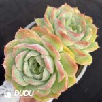 Echeveria Baby Green Double Head