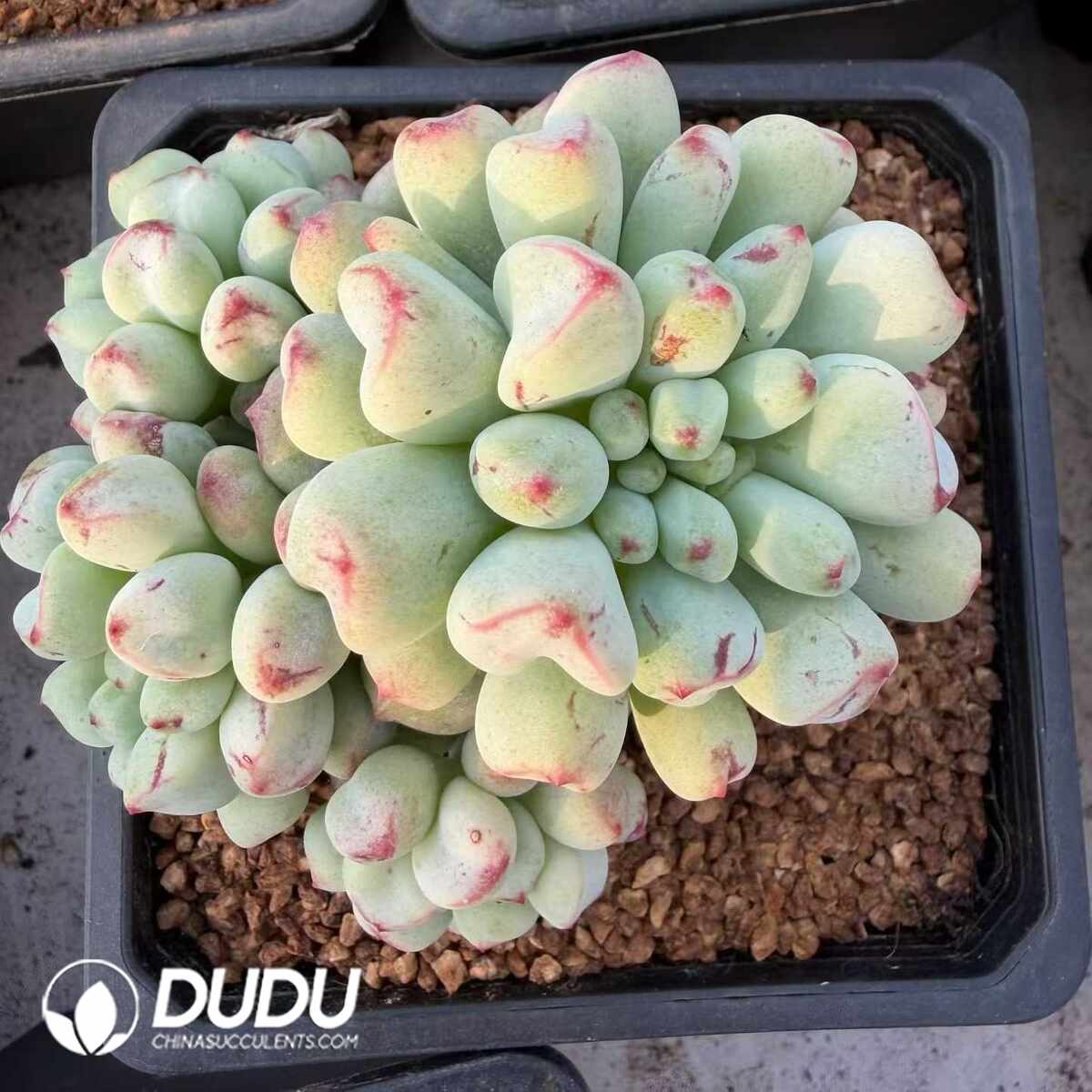 e201-1350.jpg Echeveria Jasmine Clustering - Image 1