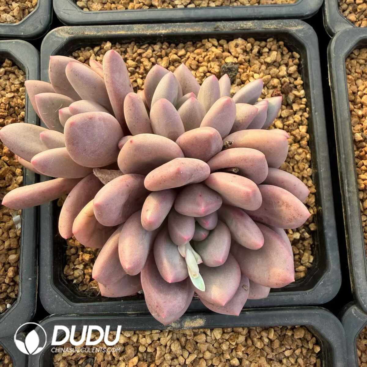 e201-1351.jpg Echeveria Heart Water Clustering - Image 1