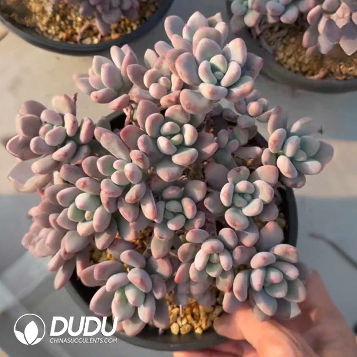 e201-1352.jpg Graptopetalum Tom's Granny Clustering - Image 1