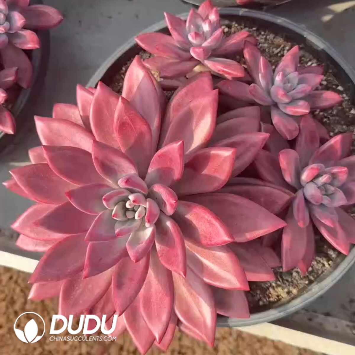 e201-1353.jpg Echeveria Hefei Yu - Image 1