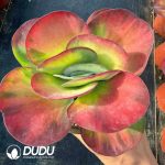 Kalanchoe Tetraphylla Middle Yellow Variegated