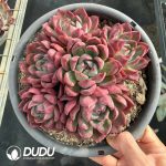 Echeveria Green Dragon