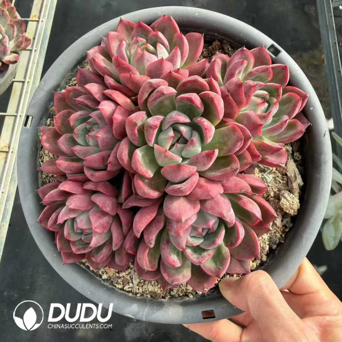 e201-1355.jpg Echeveria Green Dragon - Image 1