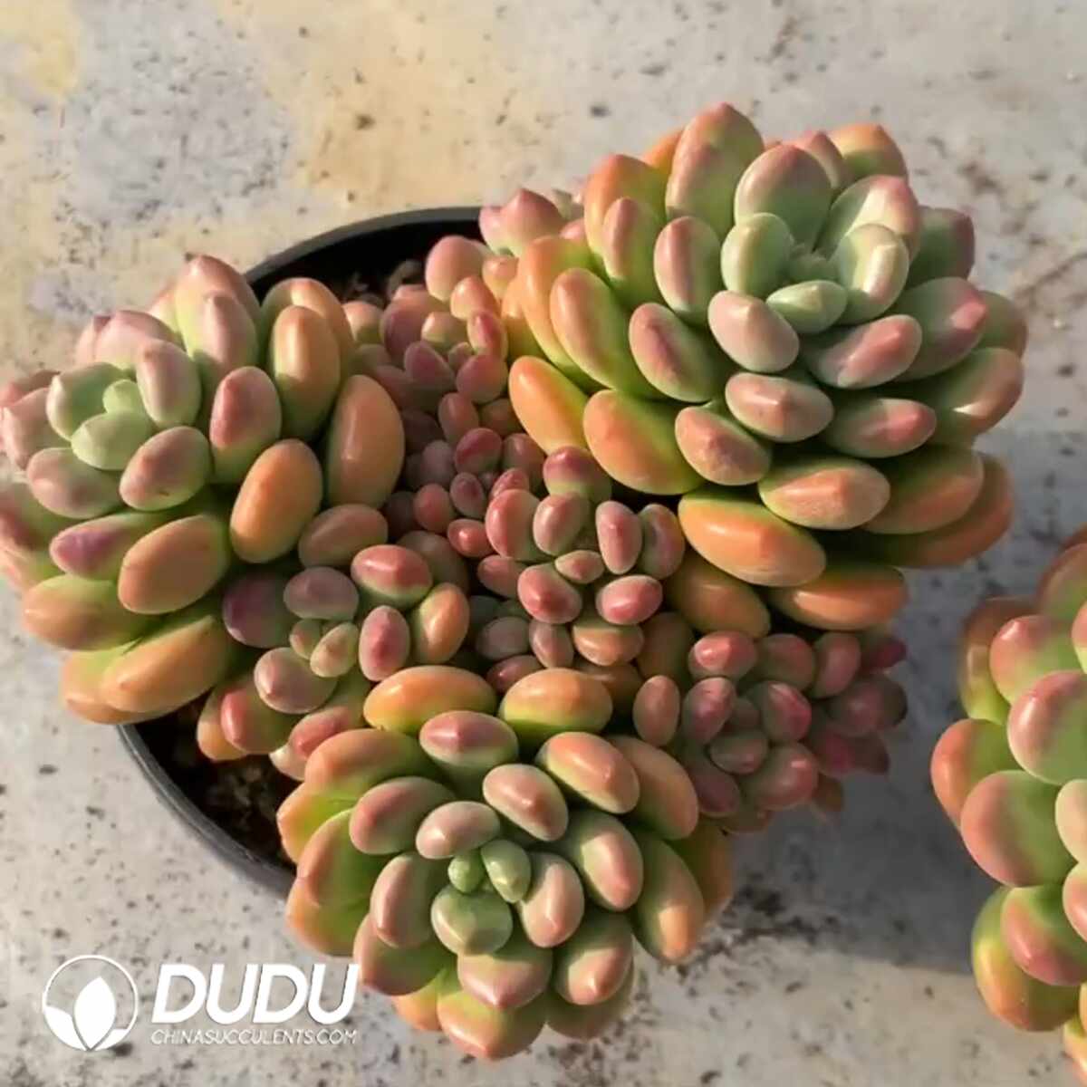 e201-1356.jpg Echeveria Sunshine Rose Clustering - Image 1