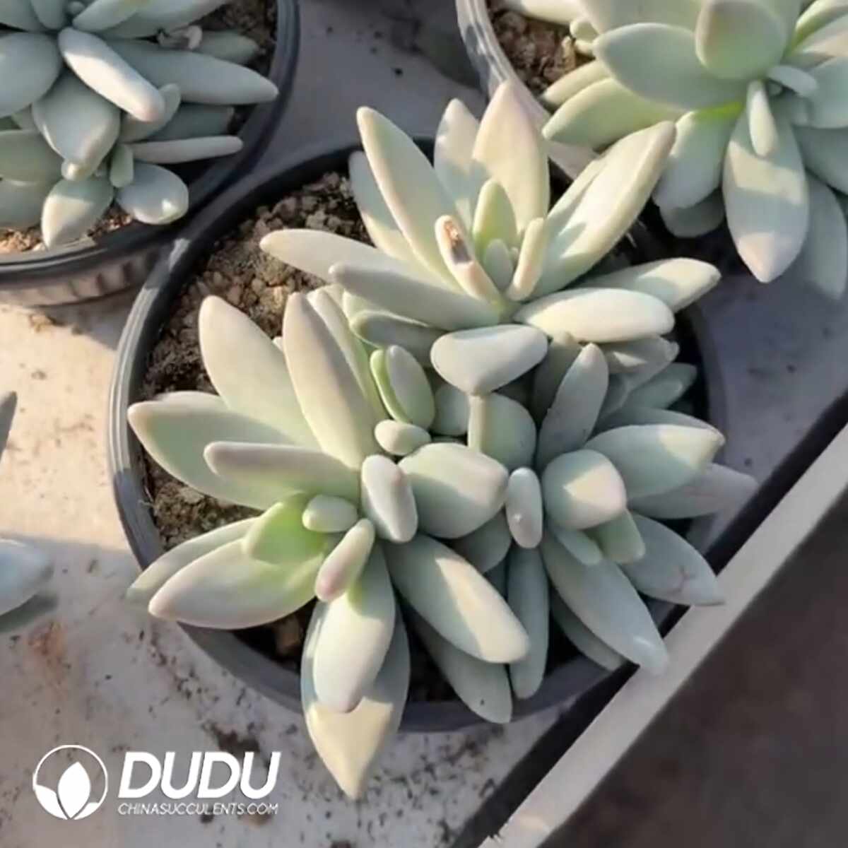 e201-1357.jpg Pachyphytum Penguin Clustering - Image 1