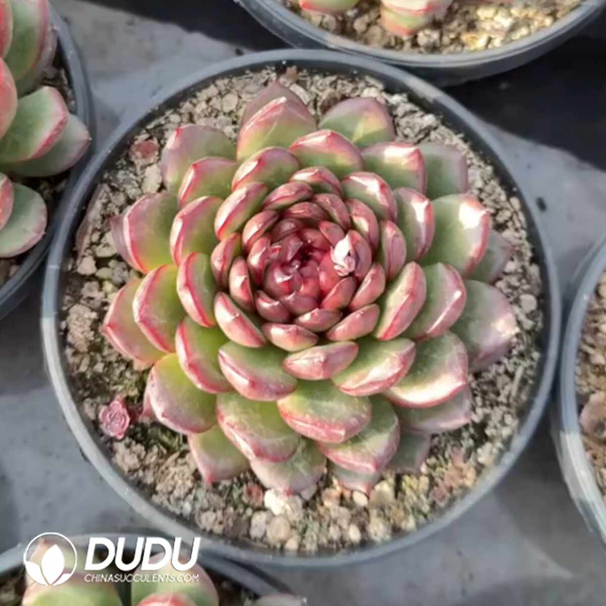 e201-1358.jpg Echeveria Red Body - Image 1