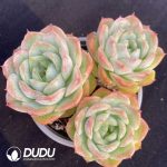 Echeveria Baby Green Clustering