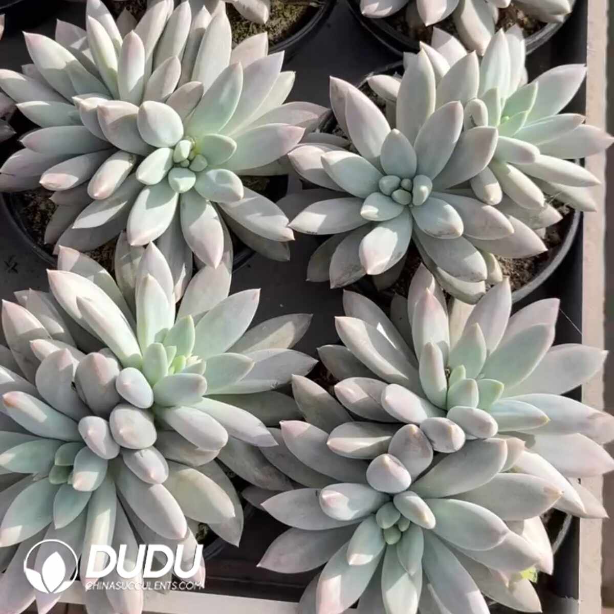 e201-1361.jpg Pachyphytum Gothic Cristata - Image 1