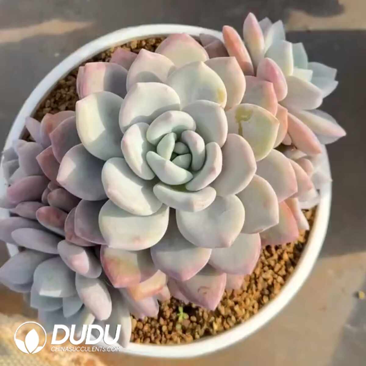 e201-1362.jpg Echeveria Snow Tea - Image 1