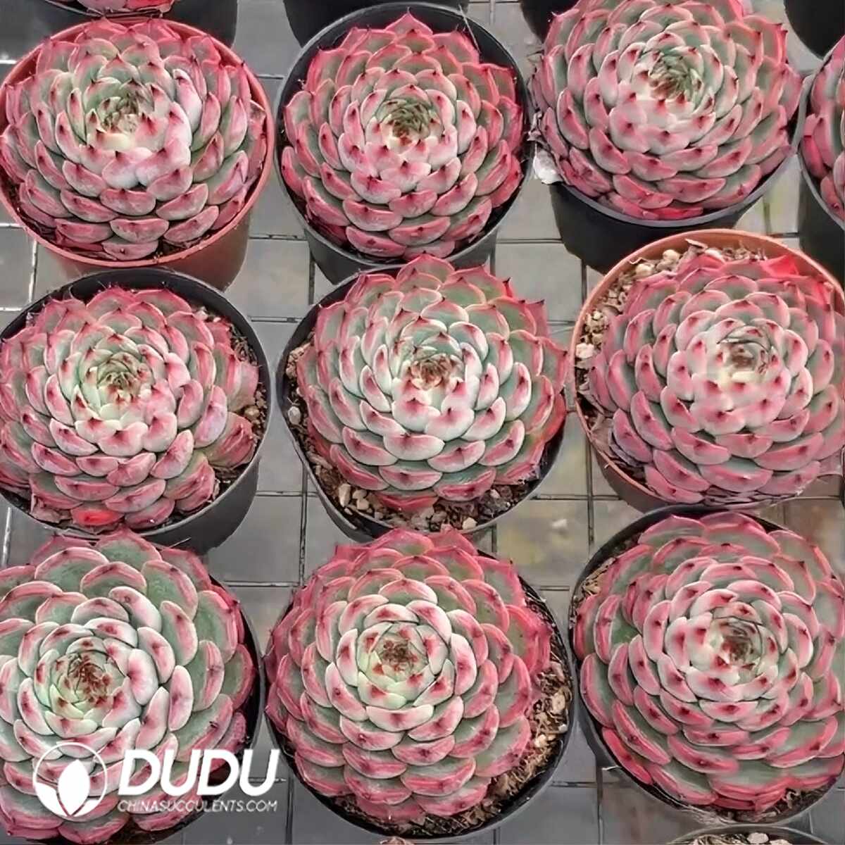 e201-1363.jpg Echeveria Peter - Image 1