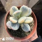 Cotyledon Orbiculata cv