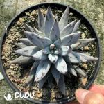 Echeveria Devil's Claw