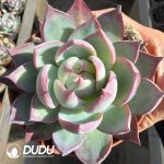 Echeveria Agavoides Casio