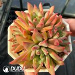 Echeveria Whale Clustering