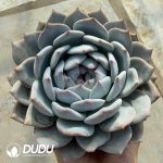 Echeveria Dream Blue