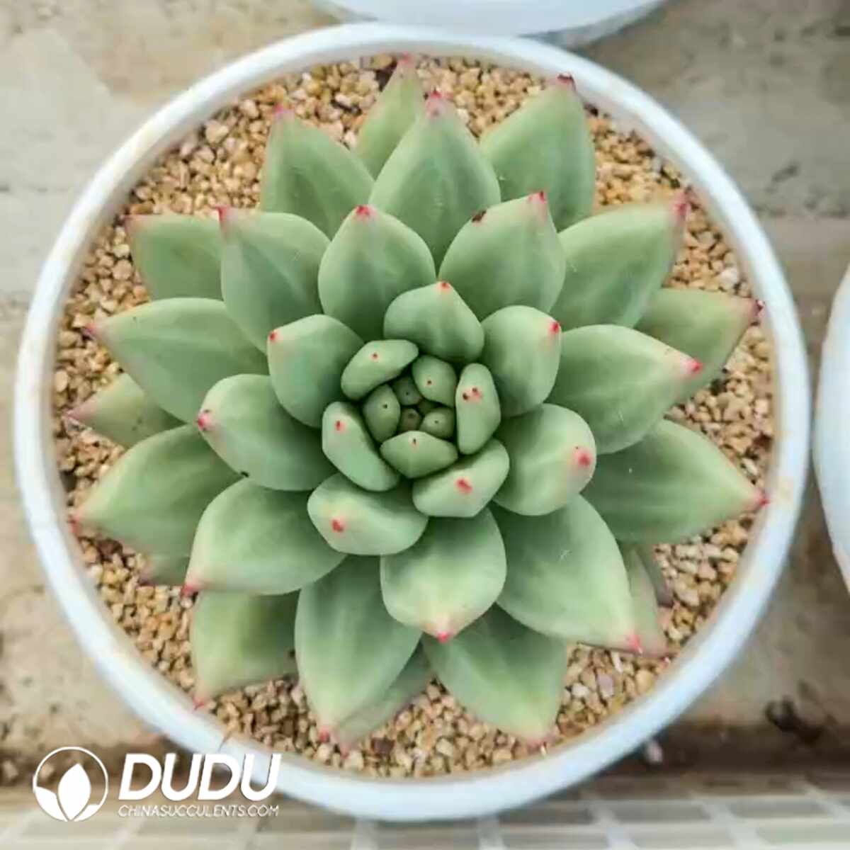 e201-1369.jpg Echeveria Mikido - Image 1