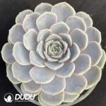 Echeveria Original Blue Surprise