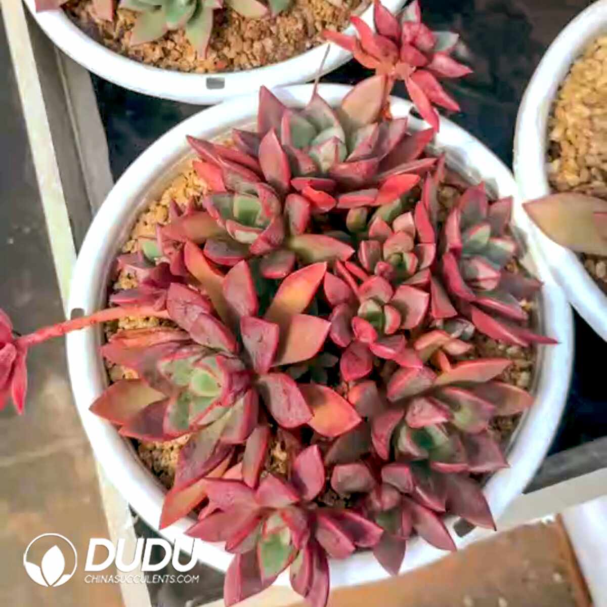 e201-1370.jpg Echeveria Ms.Dong Clusteirng - Image 1