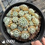 Echeveria Captain Clustering