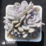 Echeveria M Xue Clustering