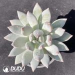 Echeveria Angel's Wings