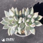 Echeveria Angel's Wings Double Head