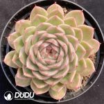 Echeveria Straw Stalk