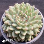 Echeveria Pingu