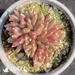 Pachyphytum Plato Clustering