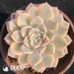 Echeveria Pink Beauty Variegated