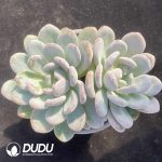 Graptopetalum M Xue Double Head