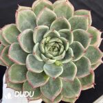 Echeveria Agavoides Floriana