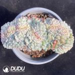 Echeveria Hani Variegated Cristata