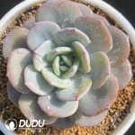 Echeveria Milk Tea
