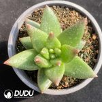 Pachyphytum Pudding