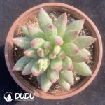 Pachyphytum Second Generation Consort Yu