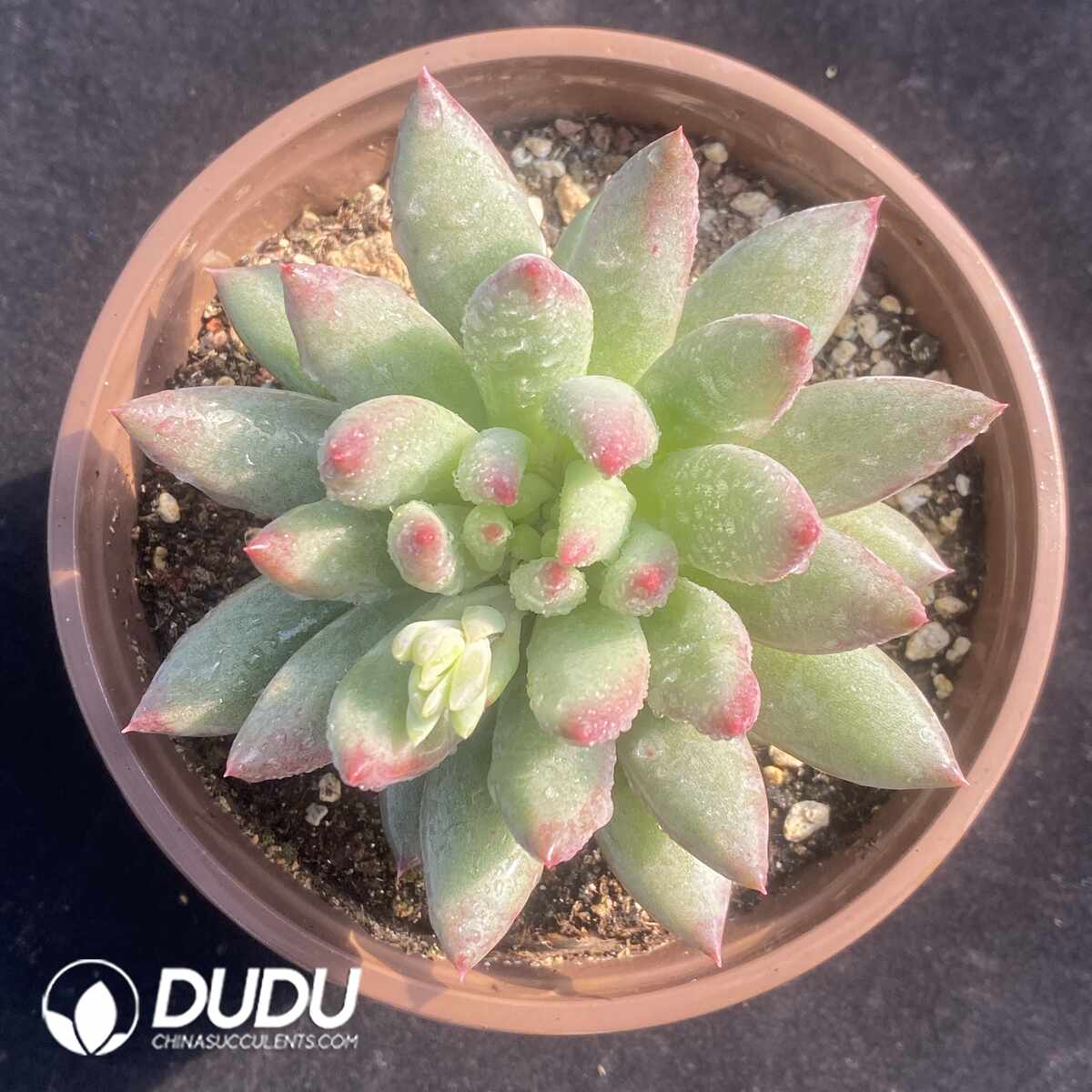 e201-1383.jpg Pachyphytum Second Generation Consort Yu - Image 1